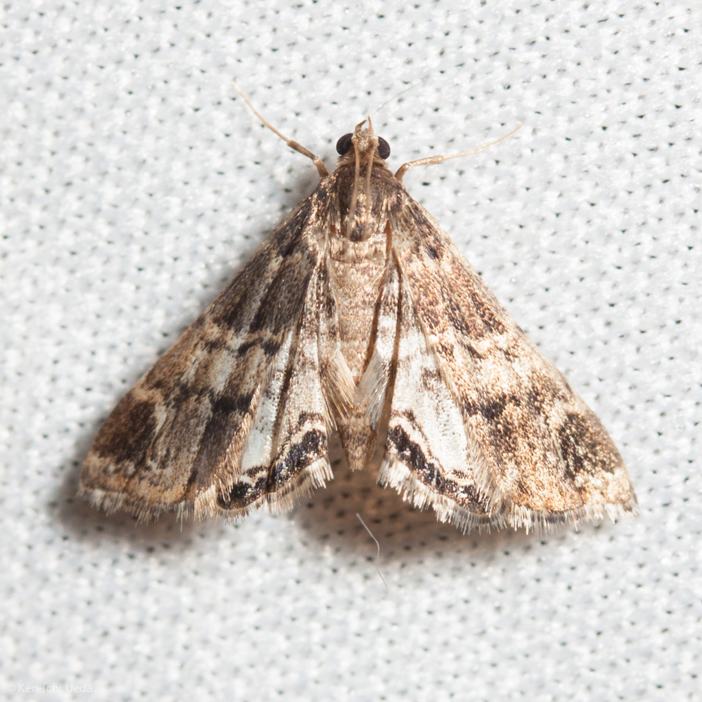 Usingeriessa brunnildalis