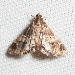 Usingeriessa brunnildalis