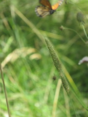 Danaus plexippus