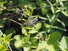 Gomphus schneiderii