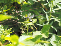 Gomphus schneiderii