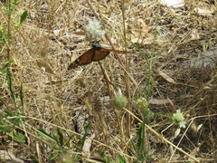 Danaus plexippus