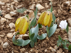Fritillaria aurea