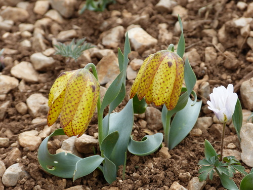 Fritillaria aurea, photograph 1