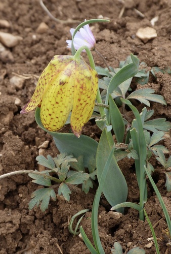 Fritillaria aurea, photograph 2