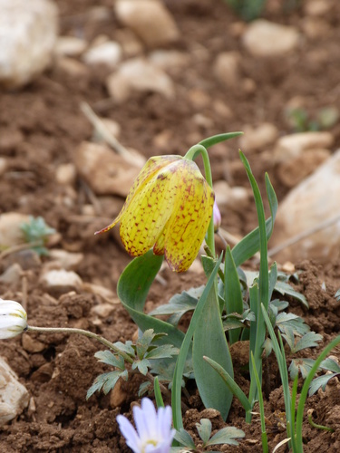 Fritillaria aurea, photograph 3