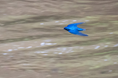 Hirundo nigrita