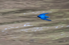 Hirundo nigrita