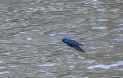 Hirundo nigrita