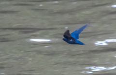 Hirundo nigrita