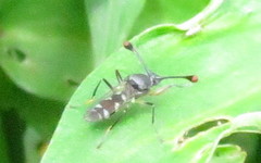 Diasemopsis aethiopica