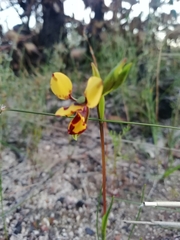 Diuris laxiflora