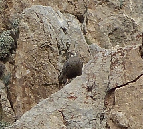 Caspian Snowcock (Tetraogallus caspius), photo 4