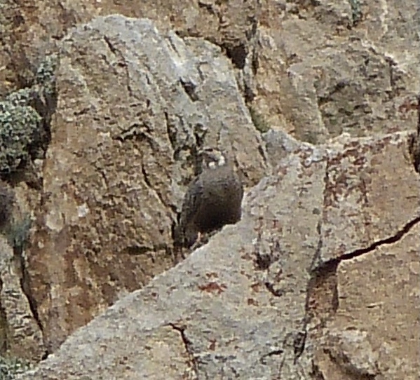 Caspian Snowcock (Tetraogallus caspius), photo 4