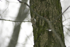 Certhia familiaris