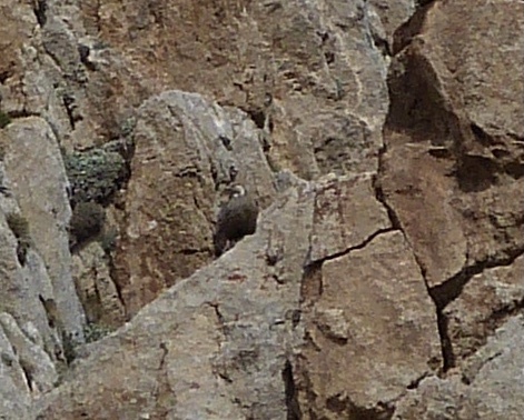 Caspian Snowcock (Tetraogallus caspius), photo 5