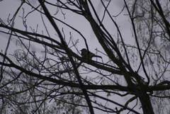 Garrulus glandarius