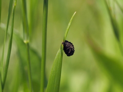 Cryptocephalus anticus