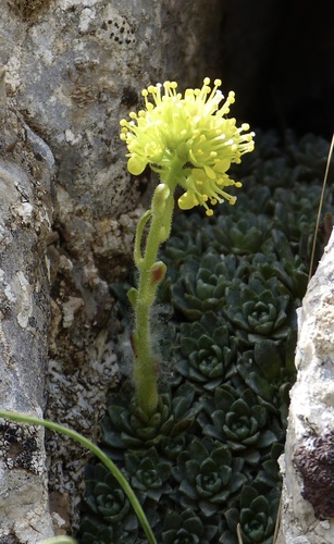 Saxifraga kotschyi