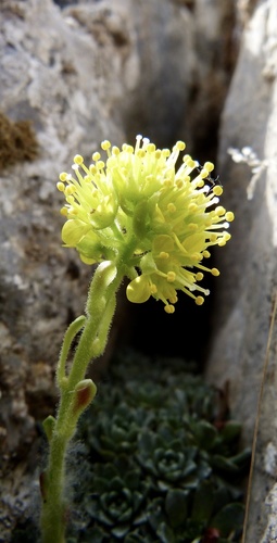 Saxifraga kotschyi, photograph 1