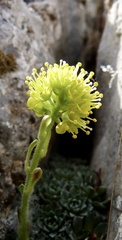 Saxifraga kotschyi, photograph Jean-Paul Boerekamps, CC0, iNaturalist via GBIF