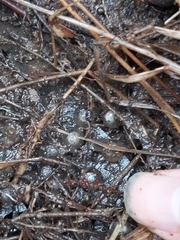 Pseudophryne australis