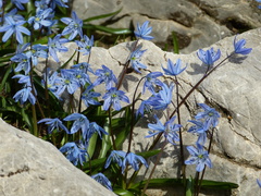 Scilla ingridiae