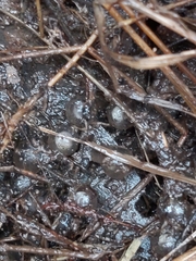 Pseudophryne australis