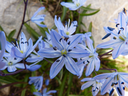 Scilla ingridiae