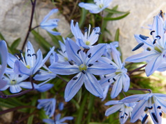 Scilla ingridiae