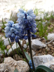 Muscari azureum