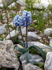 Muscari azureum