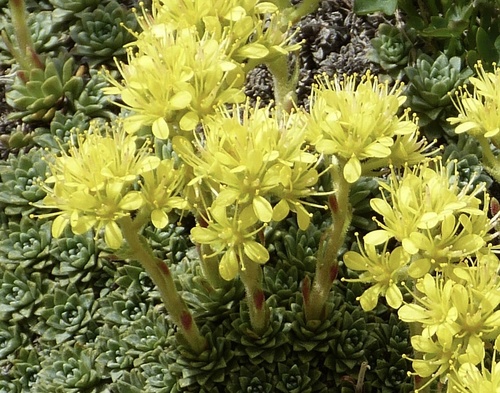 Saxifraga kotschyi, photograph 2