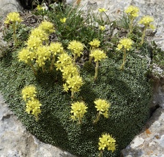 Saxifraga kotschyi, photograph Jean-Paul Boerekamps, CC0, iNaturalist via GBIF