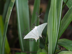 Ourapteryx marginata