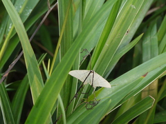 Ourapteryx marginata