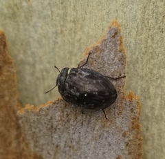 Ospidus chrysomeloides