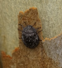 Ospidus chrysomeloides