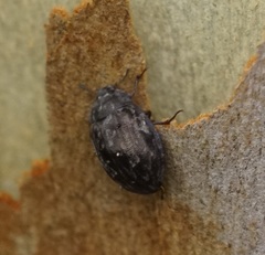 Ospidus chrysomeloides