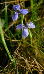 Moraea dracomontana