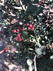 Ardisia crenata