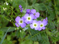 Aubrieta