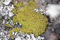 Hypodontium pomiforme