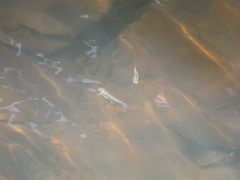 Gambusia holbrooki