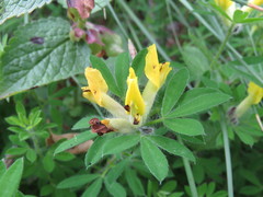 Chamaecytisus supinus