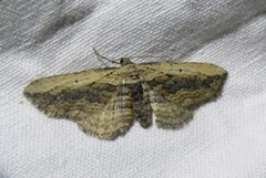 Horisme vitalbata