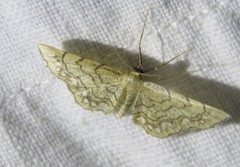 Idaea moniliata