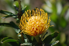 Leucospermum