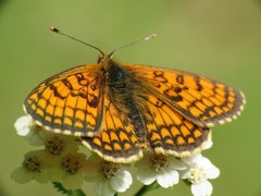 Melitaea parthenoides