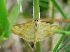 Paratalanta hyalinalis